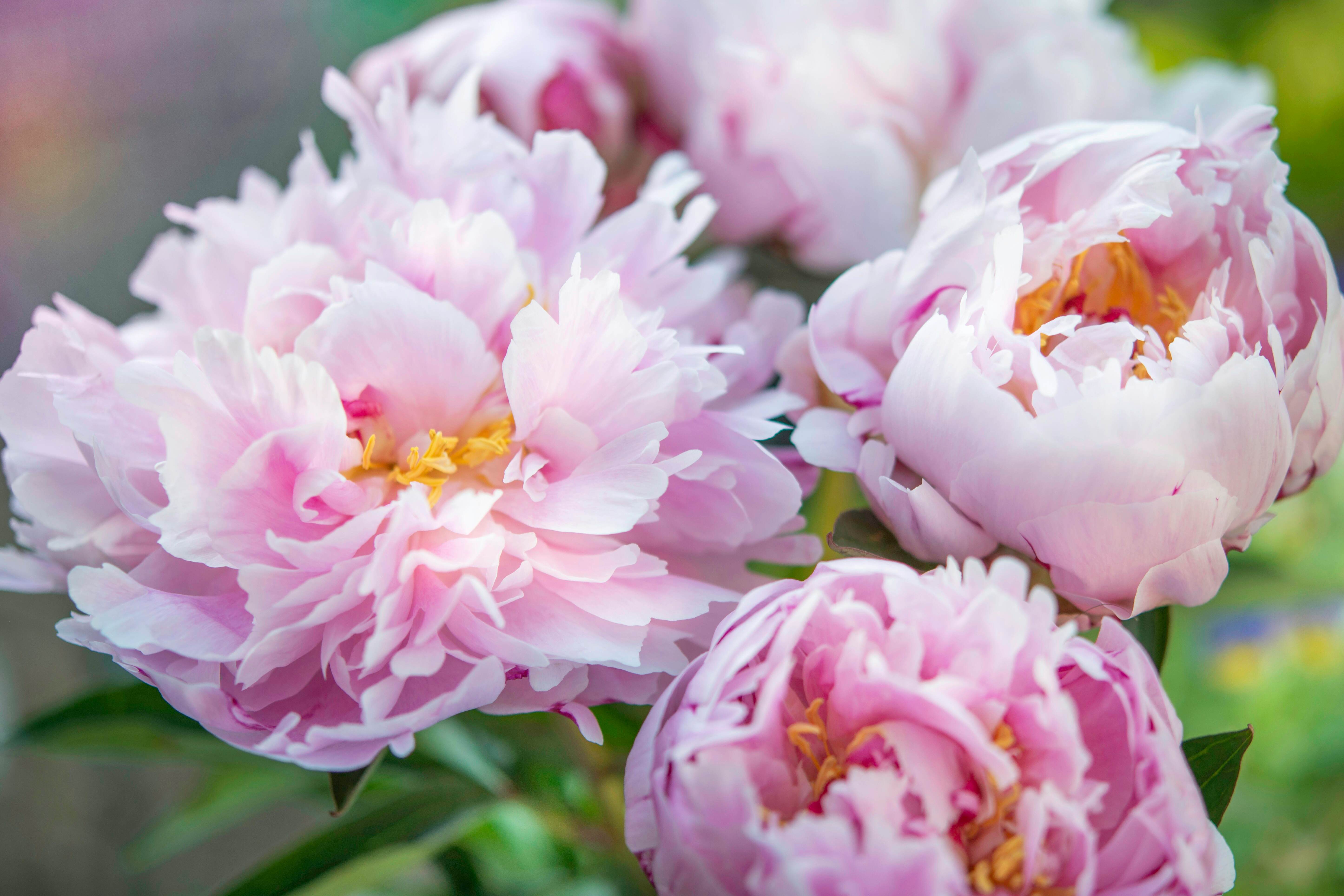 photo-1593314519669-61d15f8ec983?ixid=M3w1MTY1MDB8MHwxfHNlYXJjaHw2fHxjaGluZXNlJTIwcGVvbnl8ZW58MHx8fHwxNzcxMDQ2OTU1fDA&ixlib=rb-4.1