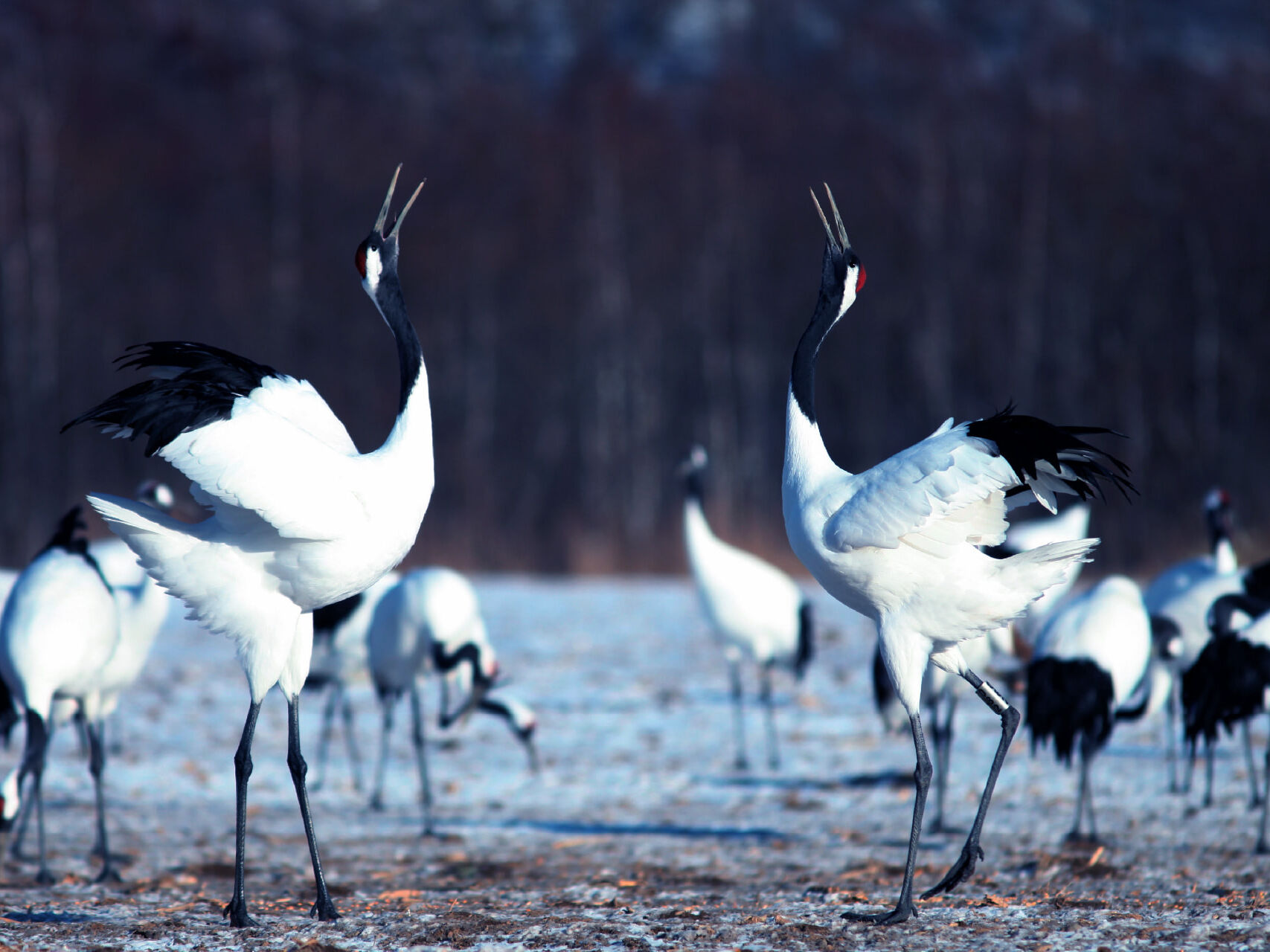 Dancing Cranes 