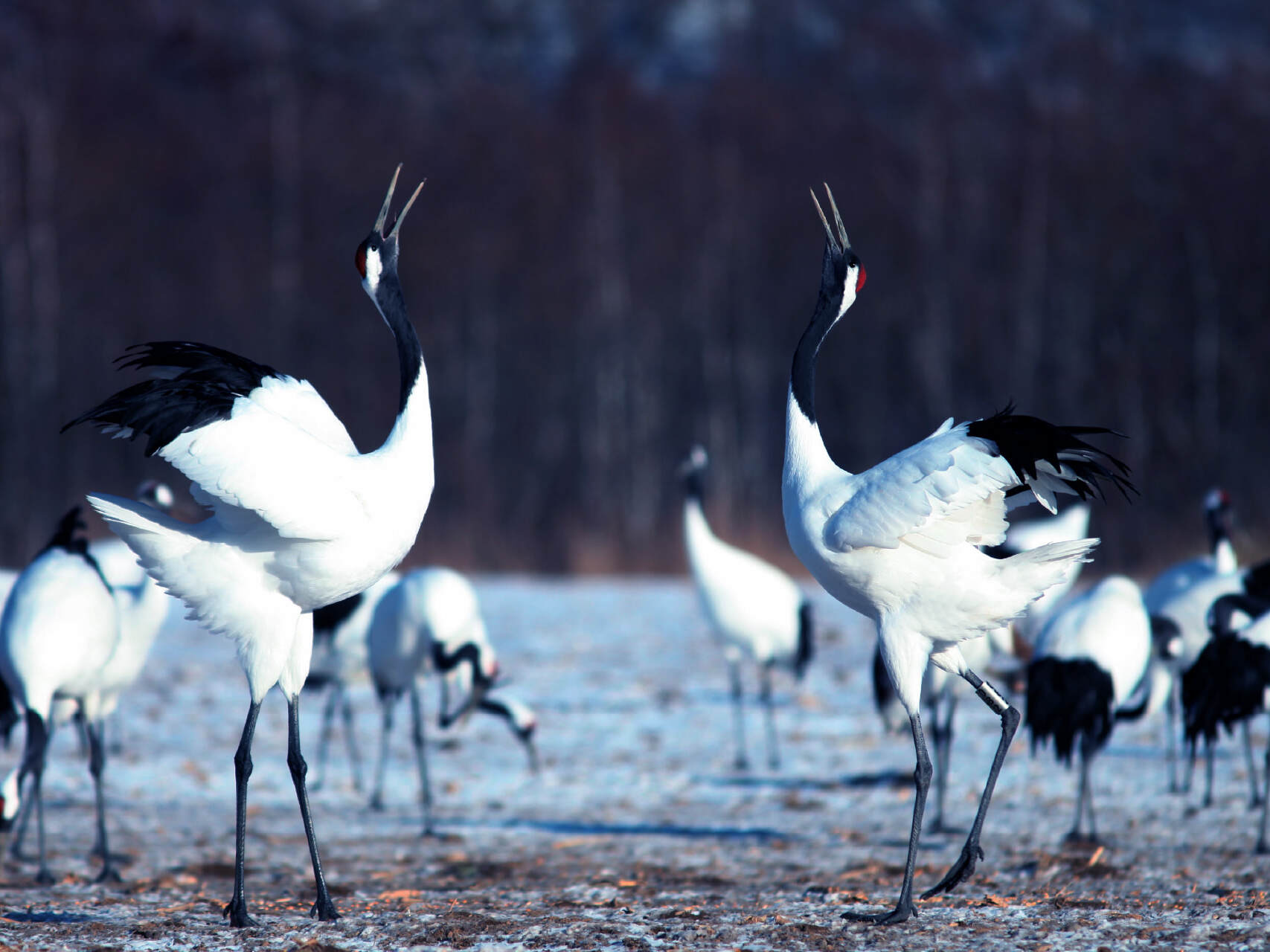 Dancing Cranes 
