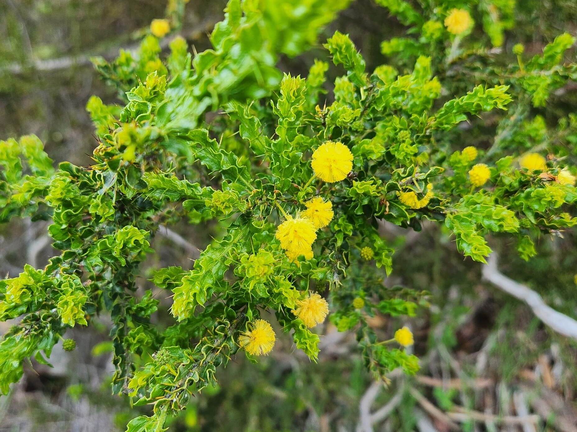 acacia flower