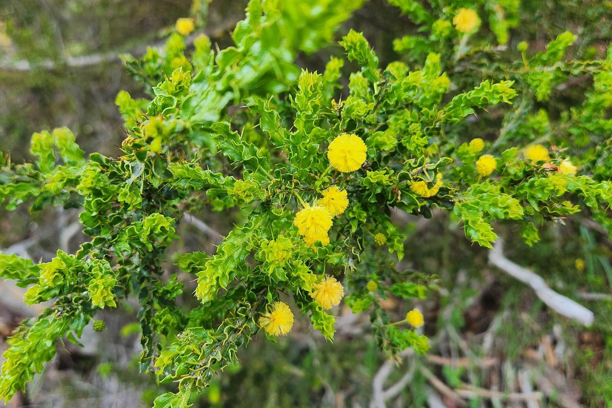 acacia flower